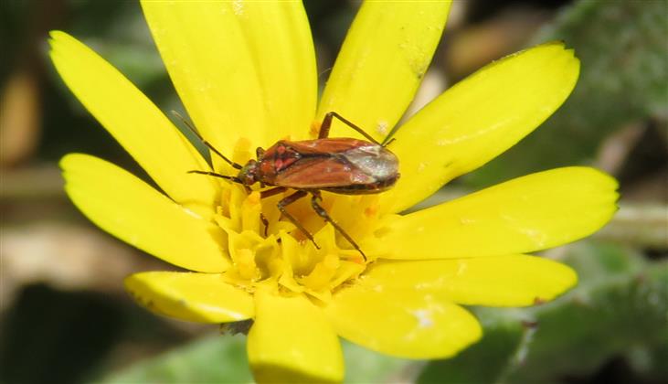 Miridae: Macrotylus nigricornis